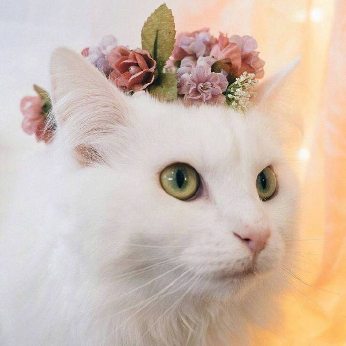 头戴花环的可爱猫咪头像图片 萌猫头像图片 6
