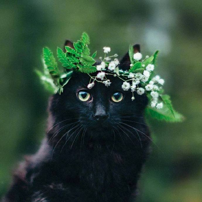 头戴花环的可爱猫咪头像图片 萌猫头像图片 7