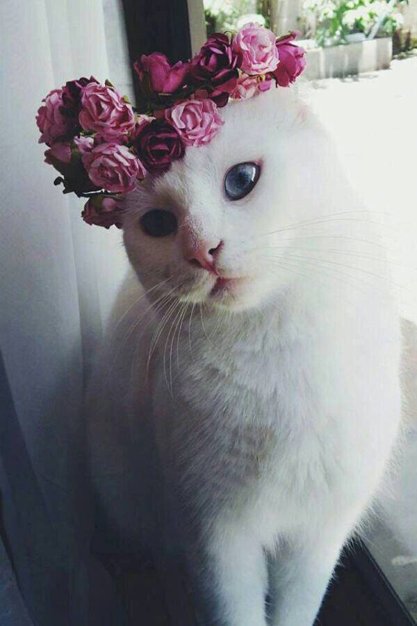 头戴花环的可爱猫咪头像图片 萌猫头像图片 8