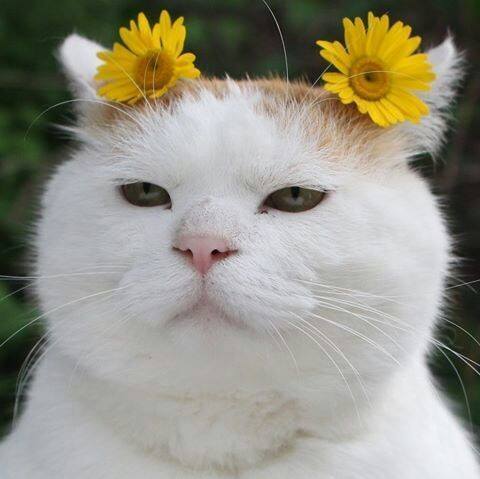 头戴花环的可爱猫咪头像图片 萌猫头像图片 9