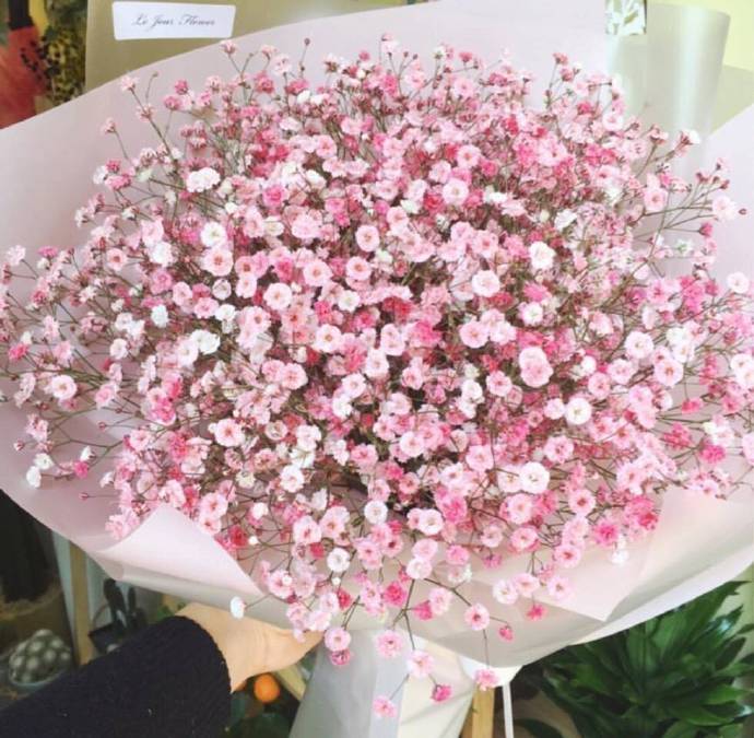 漂亮的粉色满天星花束图片 7