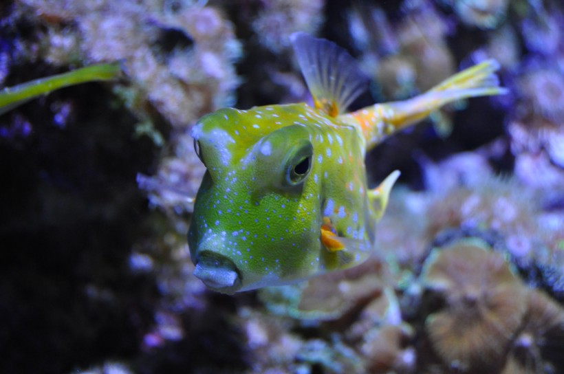 神秘的海底世界海洋生物图片