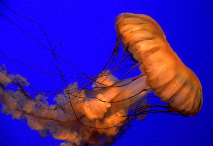 海洋生物随着海水四处游荡的水母图片