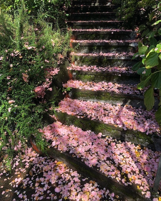 鲜花图片 春暖花开如约而至的不止是春天 2