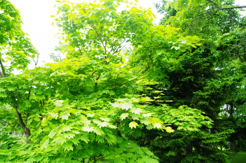 郁郁葱葱的绿色树林风景图片 8