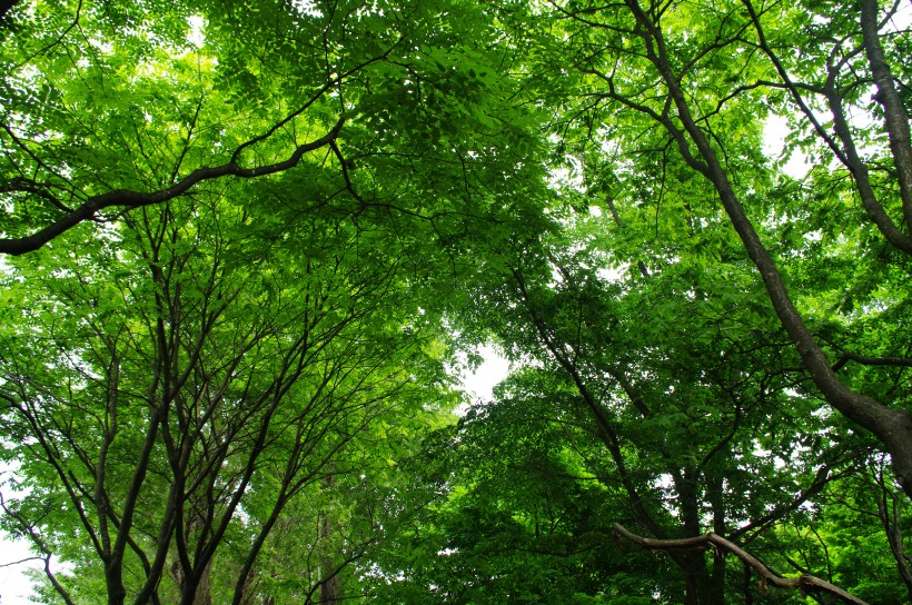 郁郁葱葱的绿色树林风景图片 9