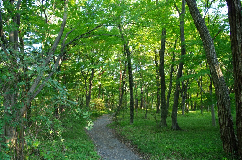 郁郁葱葱的绿色树林风景图片 10