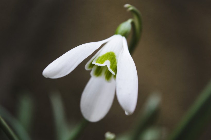 纯洁如雪的雪滴花又名雪花莲图片 7