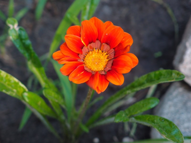 特别漂亮的鲜花杂色菊花图片 7