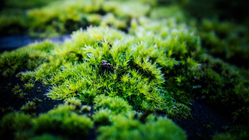 绿色的青苔植物桌面壁纸图片