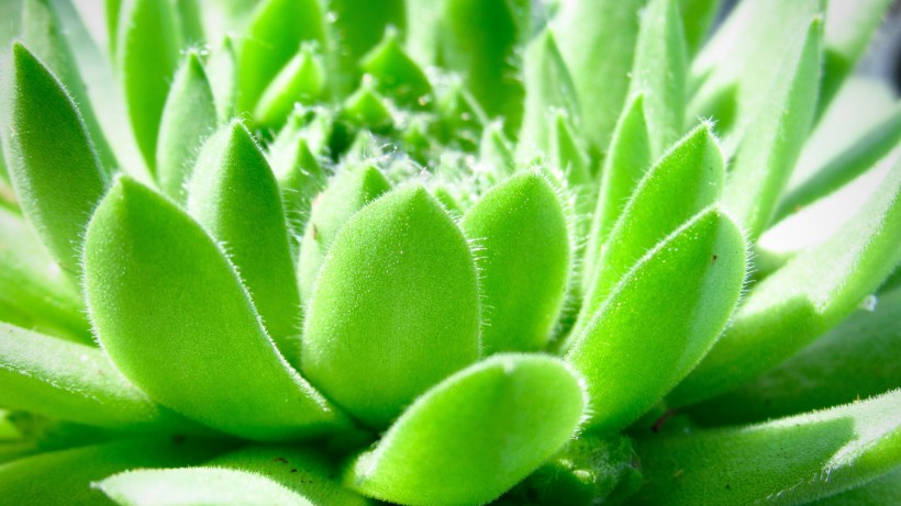 超级无敌可爱的多肉植物桌面壁纸图片