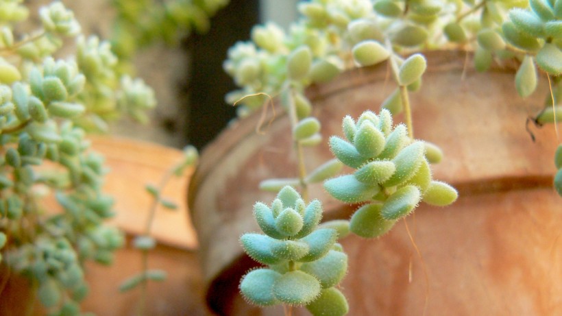 超级无敌可爱的多肉植物桌面壁纸图片 3