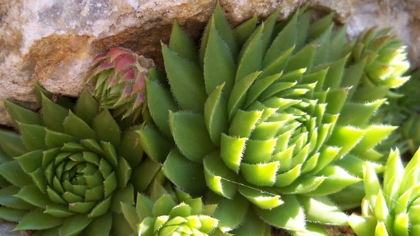 超级无敌可爱的多肉植物桌面壁纸图片 7