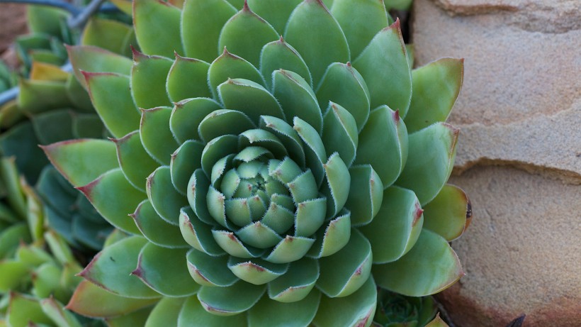 超级无敌可爱的多肉植物桌面壁纸图片 10