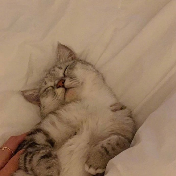可爱猫咪图片 永远睡不醒的小猫咪头像图片