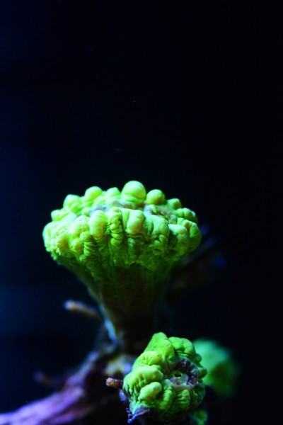 海洋生物深海里的珊瑚图片