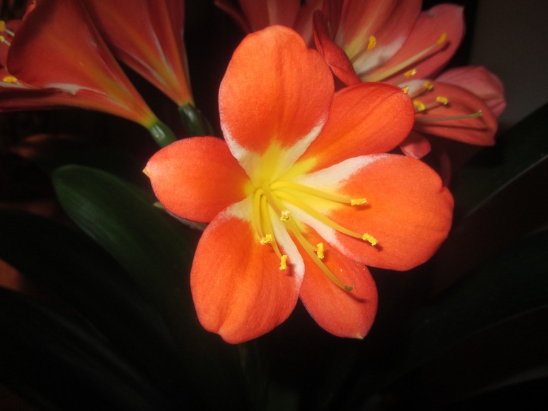 草本植物观赏花卉君子兰图片 5