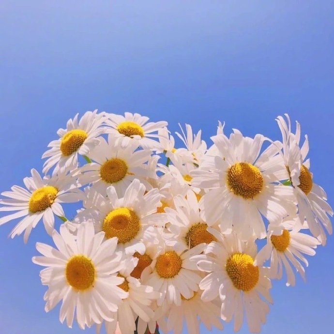 唯美小雏菊的花语是&ldquo;天真和平希望纯洁