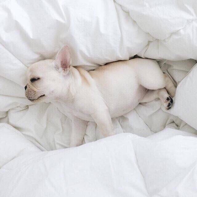 萌宠斗牛犬图片 在家没人约你的时候 9