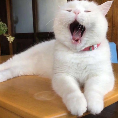 可爱猫咪头像图片 打哈欠的宠物头像图片