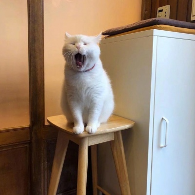 可爱猫咪头像图片 打哈欠的宠物头像图片 2