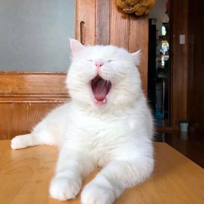 可爱猫咪头像图片 打哈欠的宠物头像图片 3