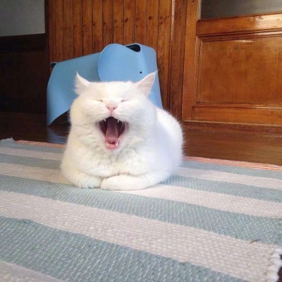 可爱猫咪头像图片 打哈欠的宠物头像图片 4