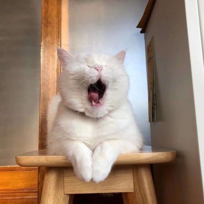 可爱猫咪头像图片 打哈欠的宠物头像图片 5