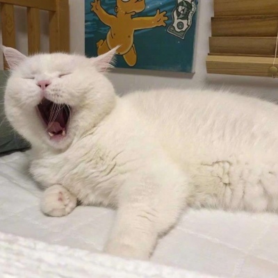 可爱猫咪头像图片 打哈欠的宠物头像图片 6