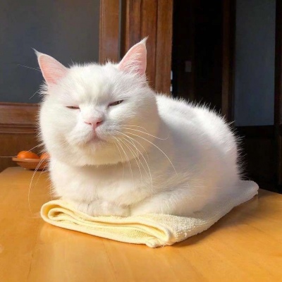可爱猫咪头像图片 打哈欠的宠物头像图片 7