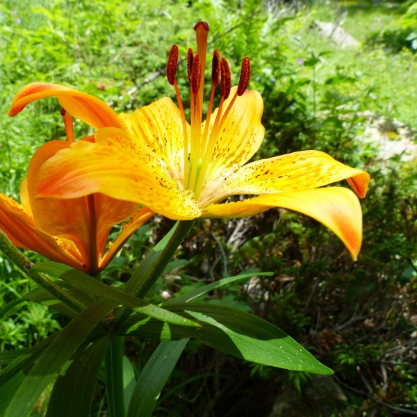 草本植物温柔的百合花图片 2