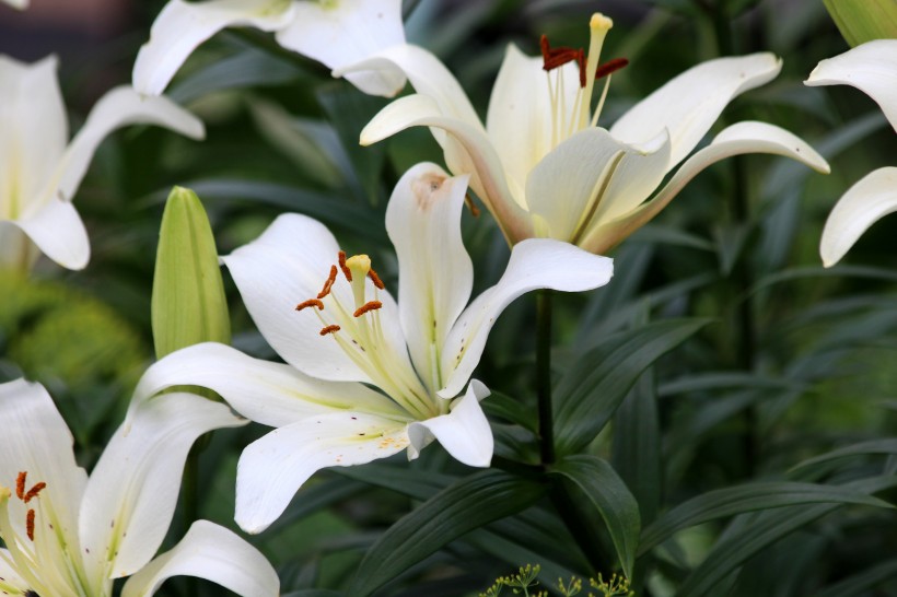草本植物温柔的百合花图片 5