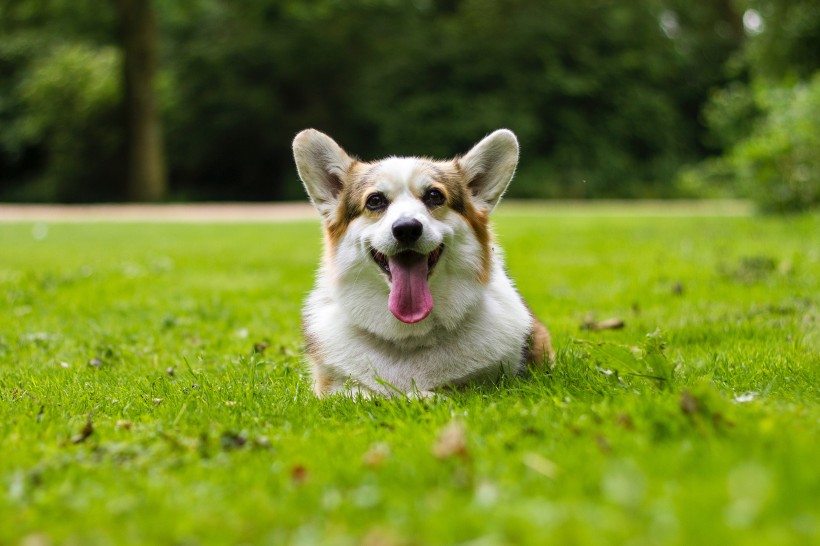 可爱呆萌柯基犬类狗狗图片 3