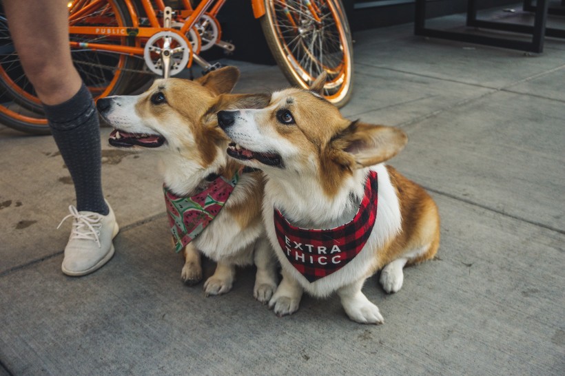 可爱呆萌柯基犬类狗狗图片 4