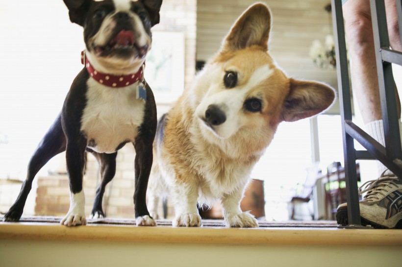 可爱呆萌柯基犬类狗狗图片 5