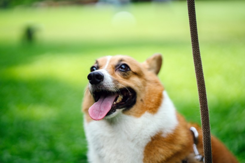 可爱呆萌柯基犬类狗狗图片 7