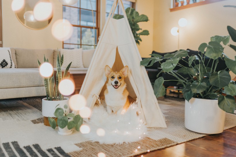 可爱呆萌柯基犬类狗狗图片 9