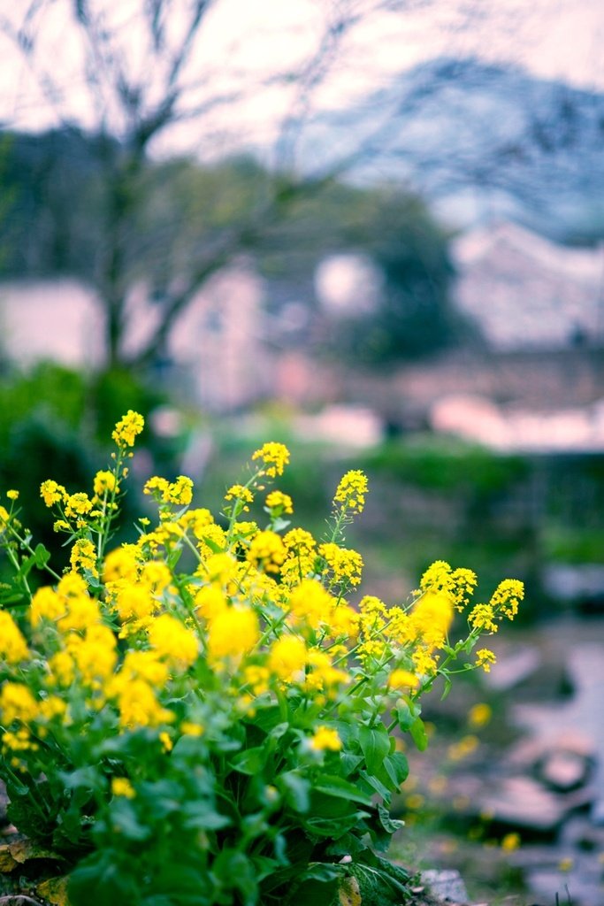 农村风景优美名胜风景图片 3
