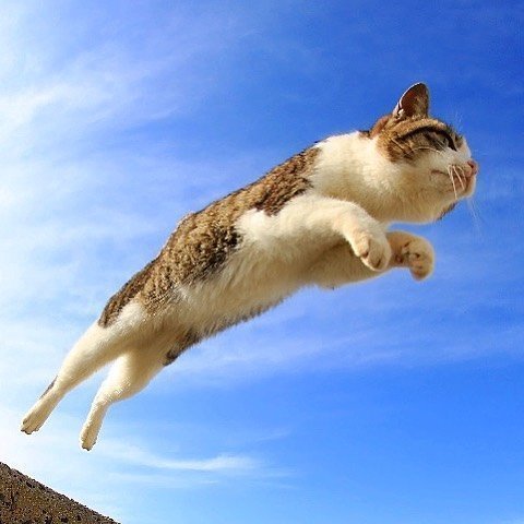 能带来好运的qq头像图片 空中飞跃的猫咪头像