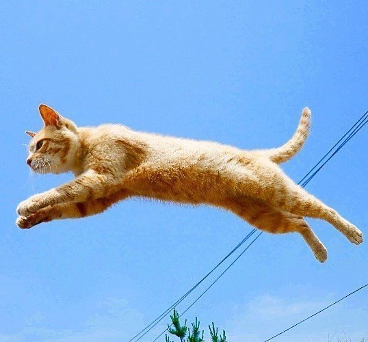 能带来好运的qq头像图片 空中飞跃的猫咪头像 2