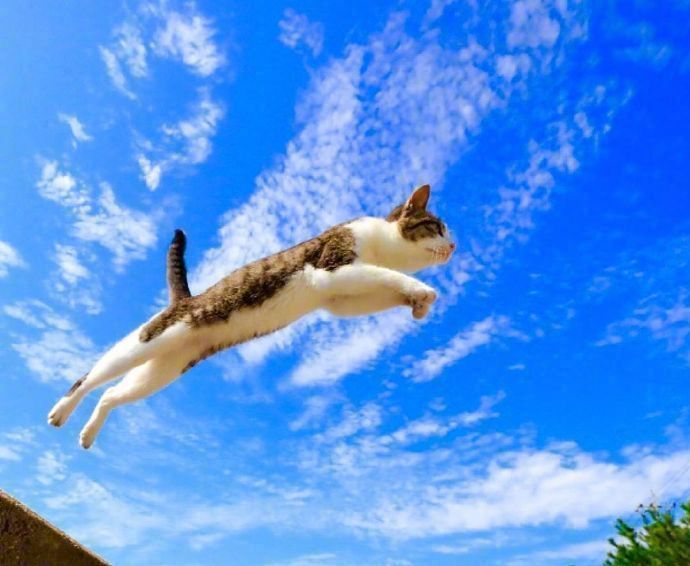 能带来好运的qq头像图片 空中飞跃的猫咪头像 3