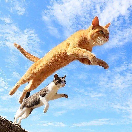 能带来好运的qq头像图片 空中飞跃的猫咪头像 4