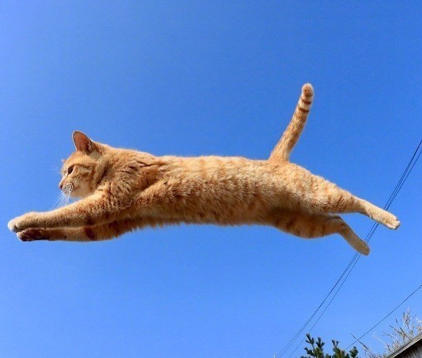 能带来好运的qq头像图片 空中飞跃的猫咪头像 5