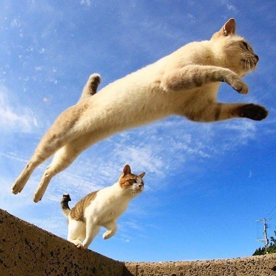 能带来好运的qq头像图片 空中飞跃的猫咪头像 6