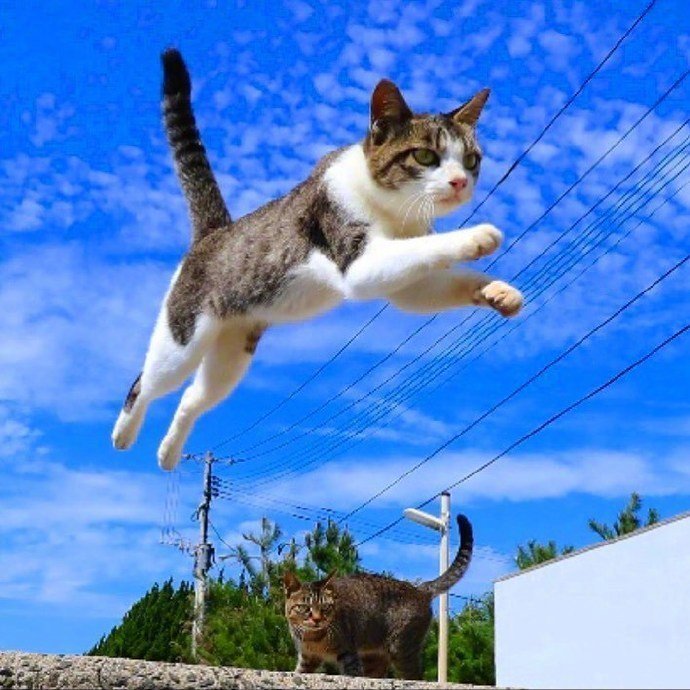 能带来好运的qq头像图片 空中飞跃的猫咪头像 7