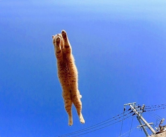 能带来好运的qq头像图片 空中飞跃的猫咪头像 8