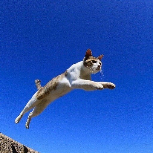 能带来好运的qq头像图片 空中飞跃的猫咪头像 9