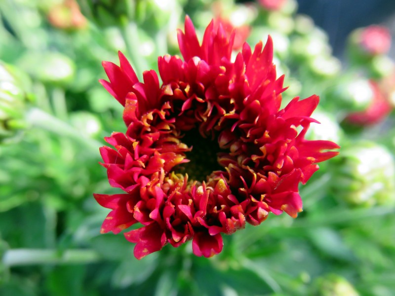 五颜六色的菊科草本植物菊花图片 2