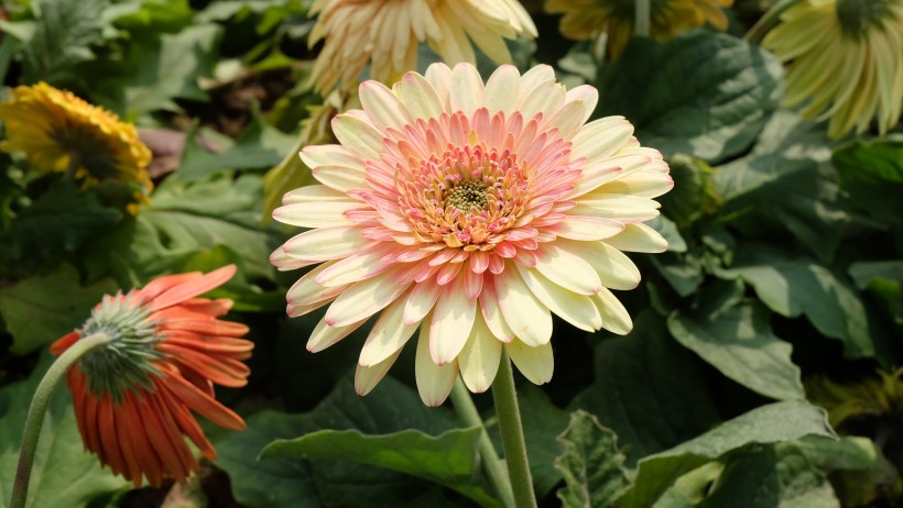 五颜六色的菊科草本植物菊花图片 6