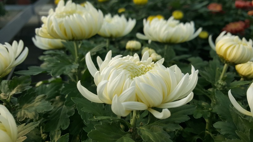 五颜六色的菊科草本植物菊花图片 8